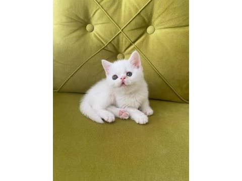 British shorthair kedimiz
