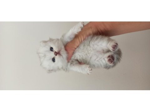 Erken rezerve imkanı british longhair