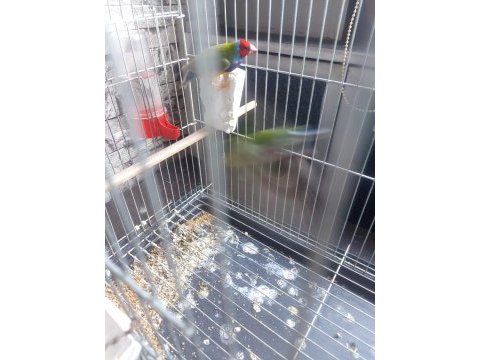 Gökkuşağı ispinoz çift olarak