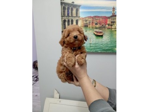 Toy poodle kalitesinde maltipoo erkek yavrumuz