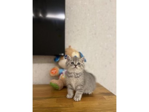 Evinizin neşesi brıtısh shorthair yavrular