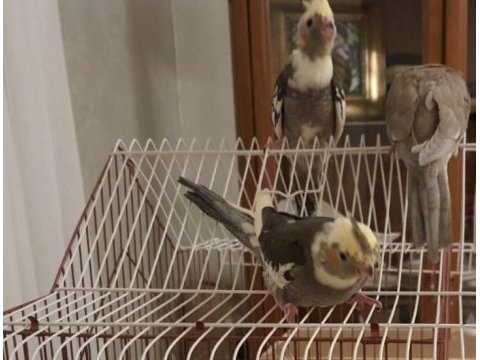 35 günlük evcil yavru sultan papağanları