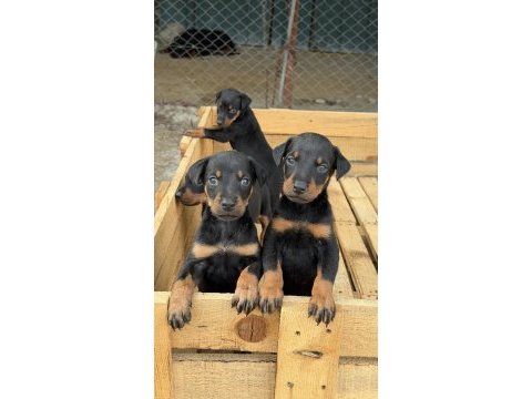 Üst seviye doberman yavruları
