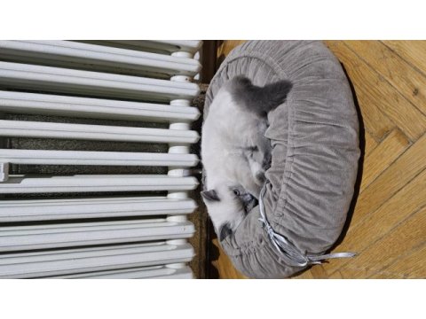 Blue point british shorthair kedimize iyi sahipler aranıyor