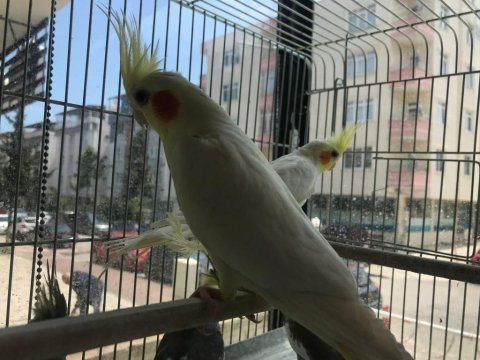 İnsana alışkın lutino sultan papağanı