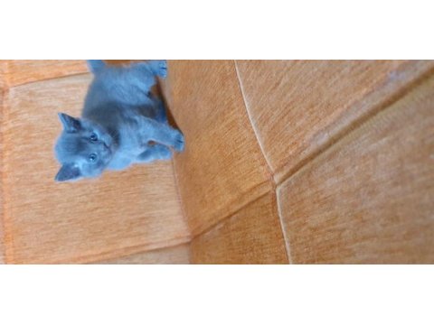 Süper kalite british shorthair yavru