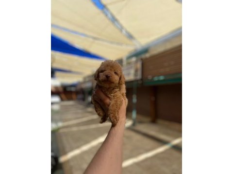 2 aylık orjinal toy poodle