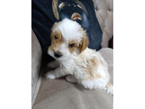 Sevimli maltipoo bebekler
