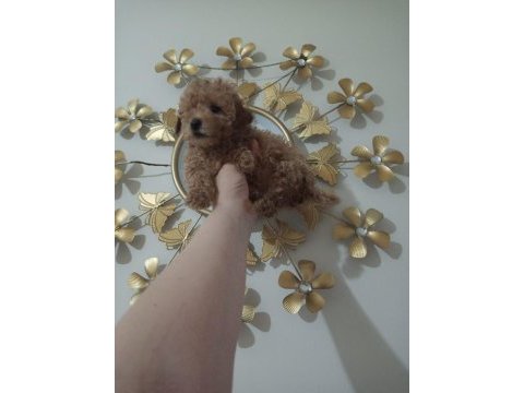 50 günlük toy poodle ler