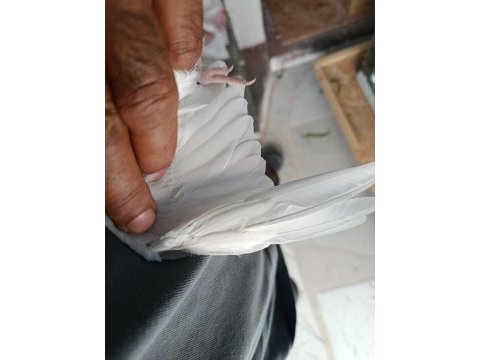 3 aylık yavru albino sultan papağanı