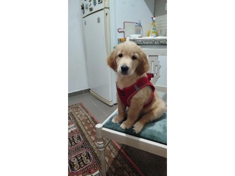 Güzel ve sevecen golden retriever kızımız şila