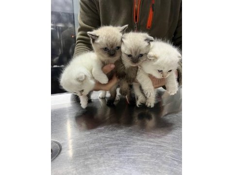2 aylık scottish fold