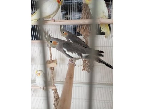 3 aylık sultan papağanları