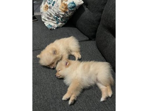 2 aylık pomeranian