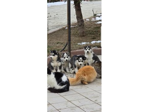 Maviş gözlü safkan husky minikler