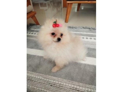 27. 01.2025 doğumlu dişi pomeranian boo alanya