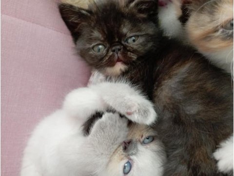 Exotic shorthair yavrularım yeni yuvalarını arıyor