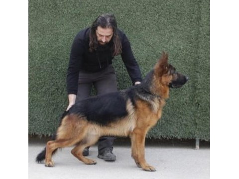 Alman çoban köpeği