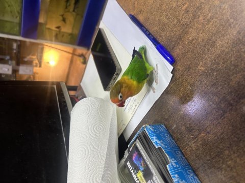 Yavru full evcil cennet papağanı
