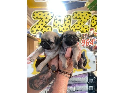 Pug yavrularımız