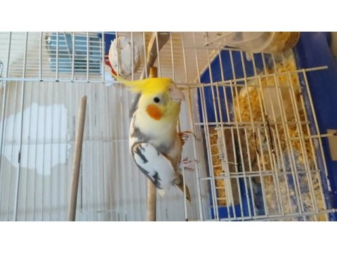 Ele alışık iki kelime konuşan sultan papağanı