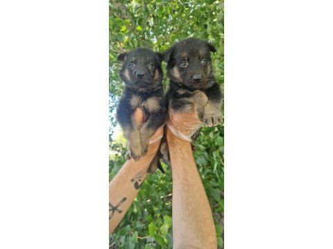 Irk ve sağlık garantili alman çoban köpeği yavrular