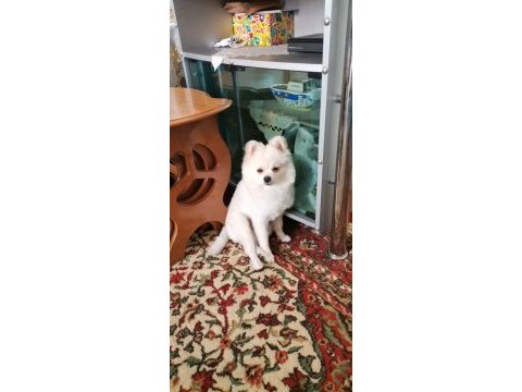 Pomeranian boo oyuncu köpeğimiz