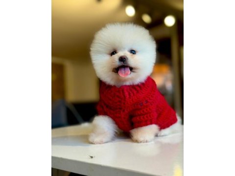 Pomeranian boo 60 günlük