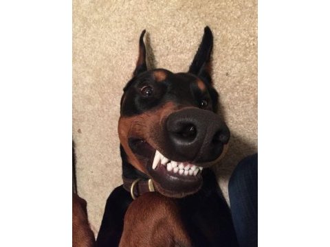 Sağlık ve ırk garantili doberman