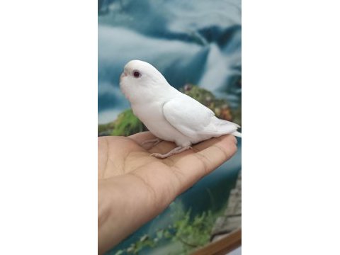 Yavru muhabbet kuşu