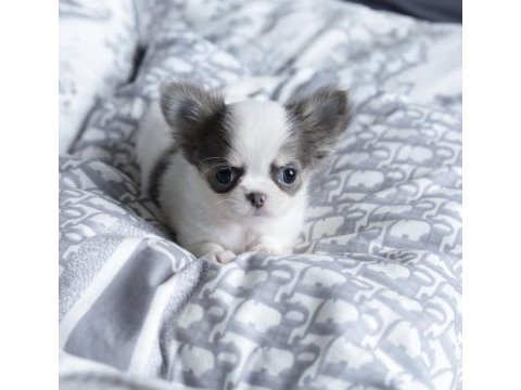 Birbirinden güzel safkan chihuahua yavrularımız