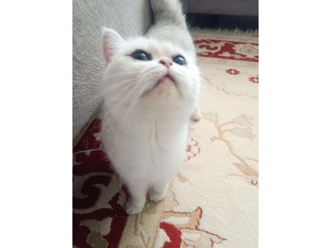 Güzel chinchilla kızımıza bakacak bir yuva arıyoruz