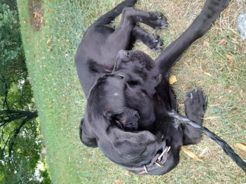 Can dosta kalıcı yuva cane corso