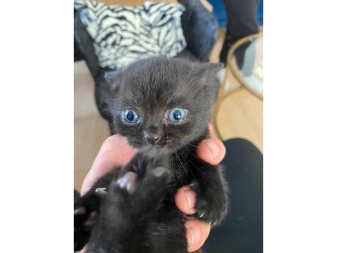 Scottish fold ve straight