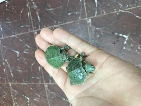 Kırmızı yanak su kaplumbağalarım tospik ile saşa