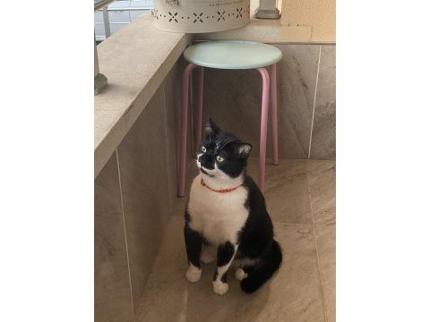4 yaşındaki tekir oğlumu sahiplendiriyorum