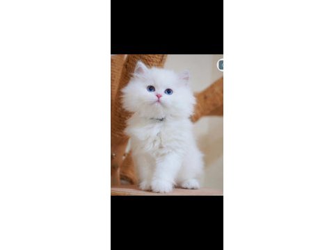 British longhair beyaz kedimiz