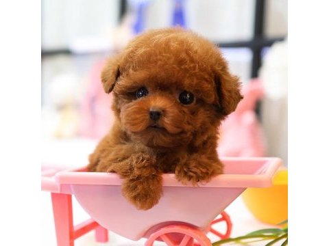 Saglık ve ırk garantılı toy poodle yavrularım