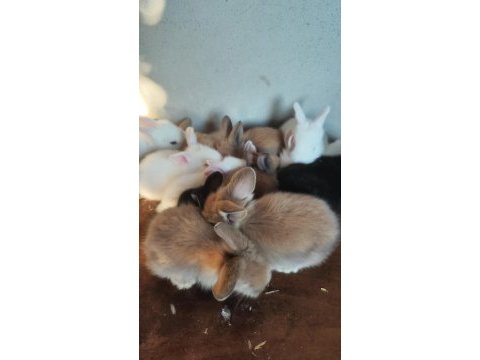 Renk renk yavru tavşan yavruları