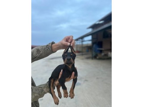 Kaliteli doberman yavruları