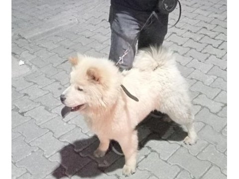 Arkadaş canlısı oğluşum çin aslanı