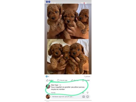 Erkek dişi toy poodle