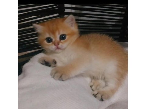 Safkan british shorthair ister şecereli ister şeceresiz