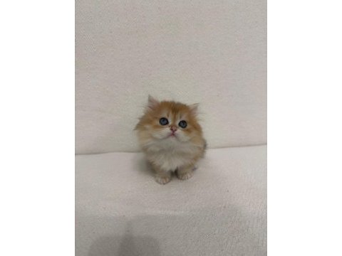 Golden british longhair