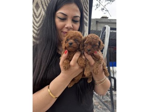 Red ufacık poodle yavrularım