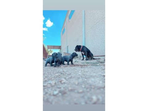 Son 4 dişi yavru cane corso