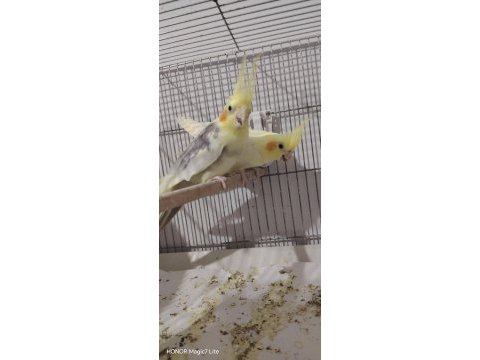 4 takım sultan papağanı