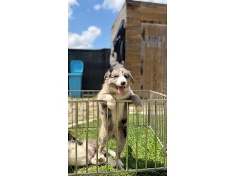 Blue merle border collie yavrular
