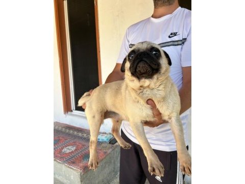 Yetişkin krem dişi pug