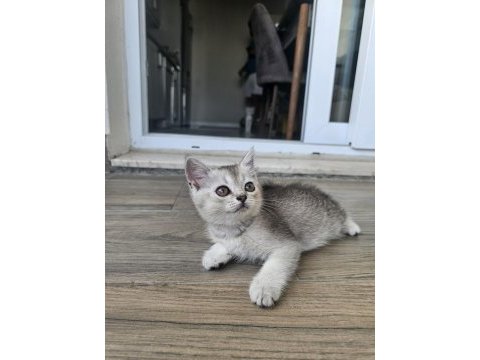 2 aylık british shorthair kedisi
